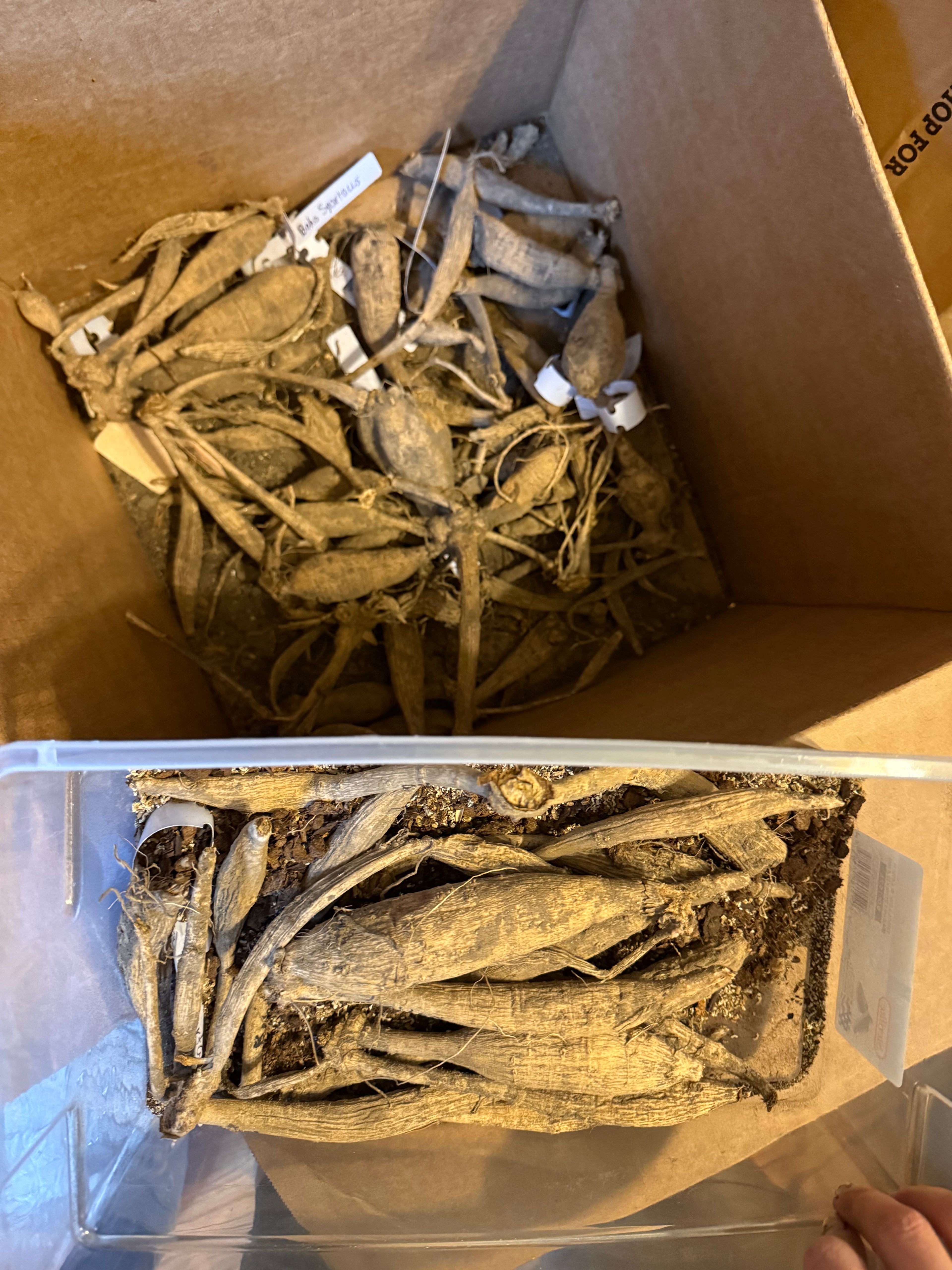 Dahlia Tubers