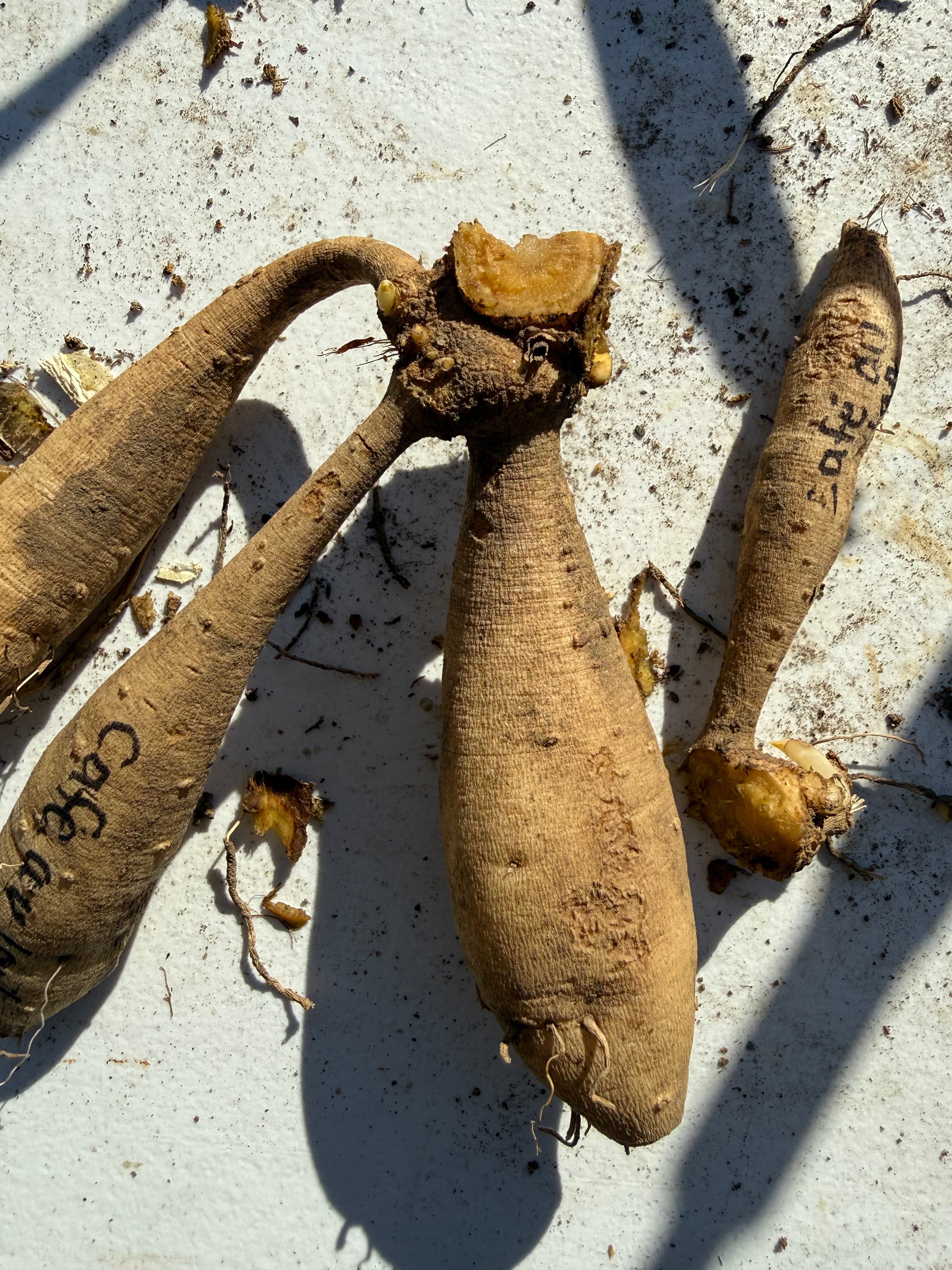Dahlia Tubers