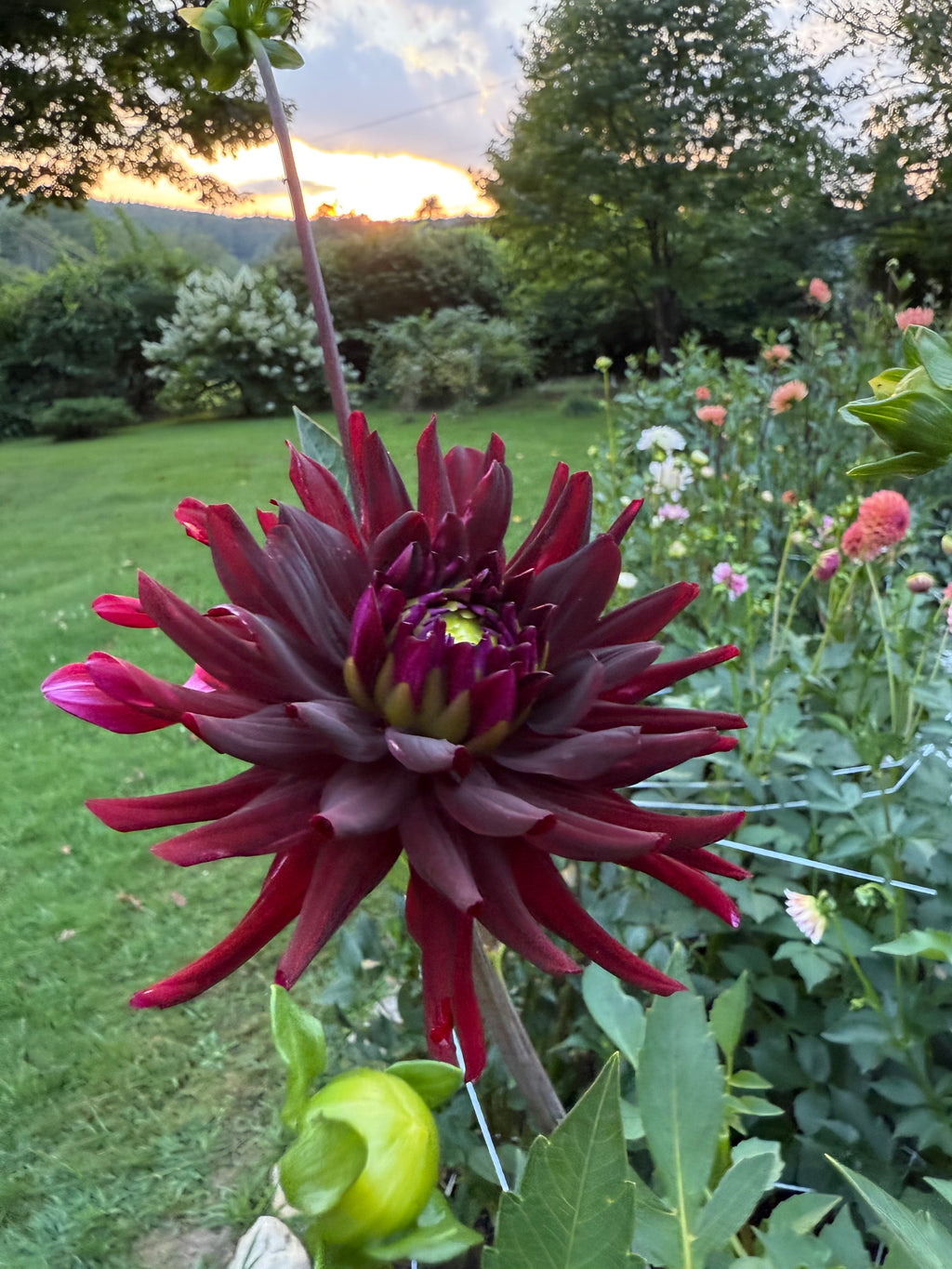 Black Cat Dahlia Tuber