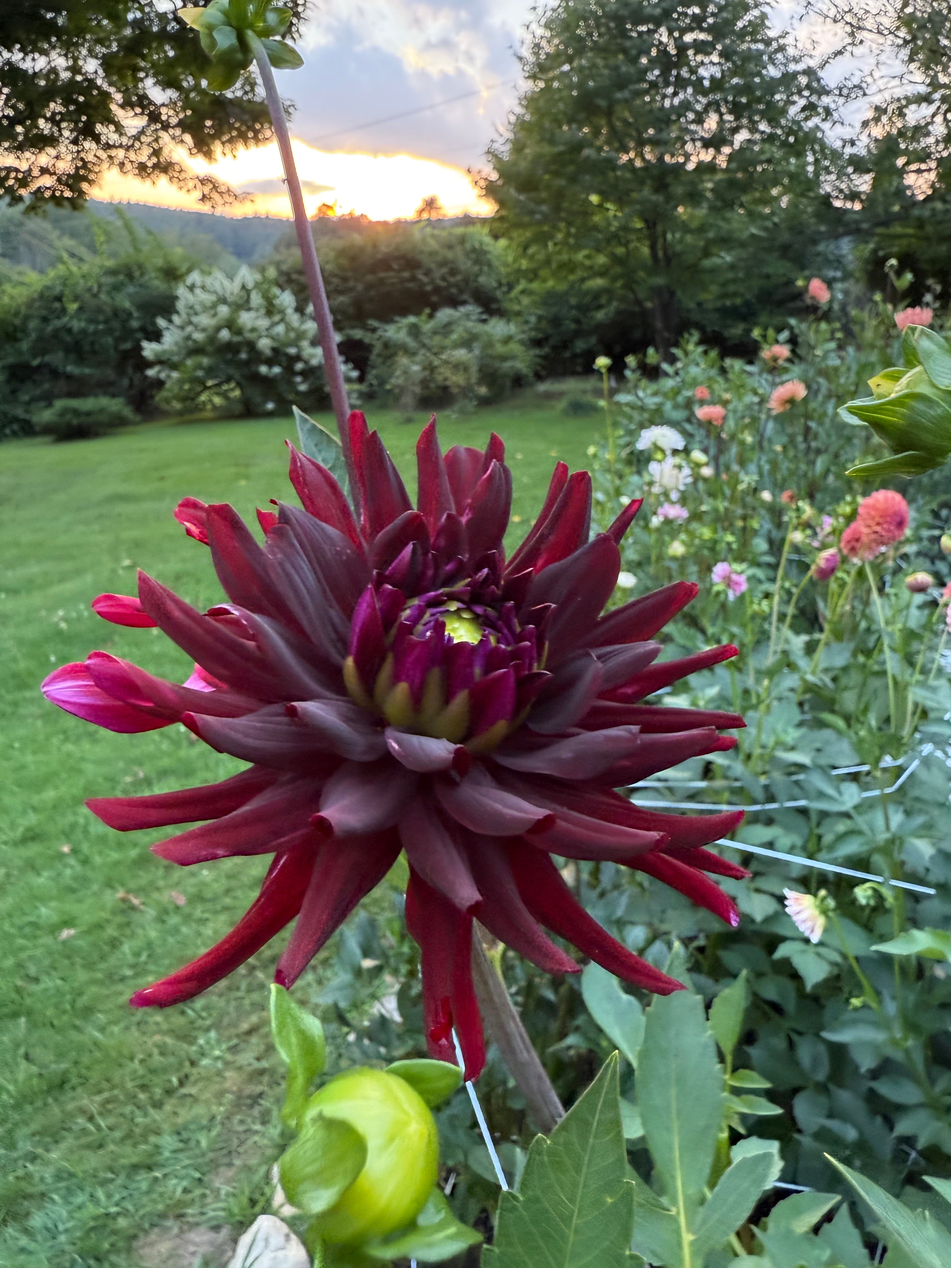 Black Cat Dahlia Tuber