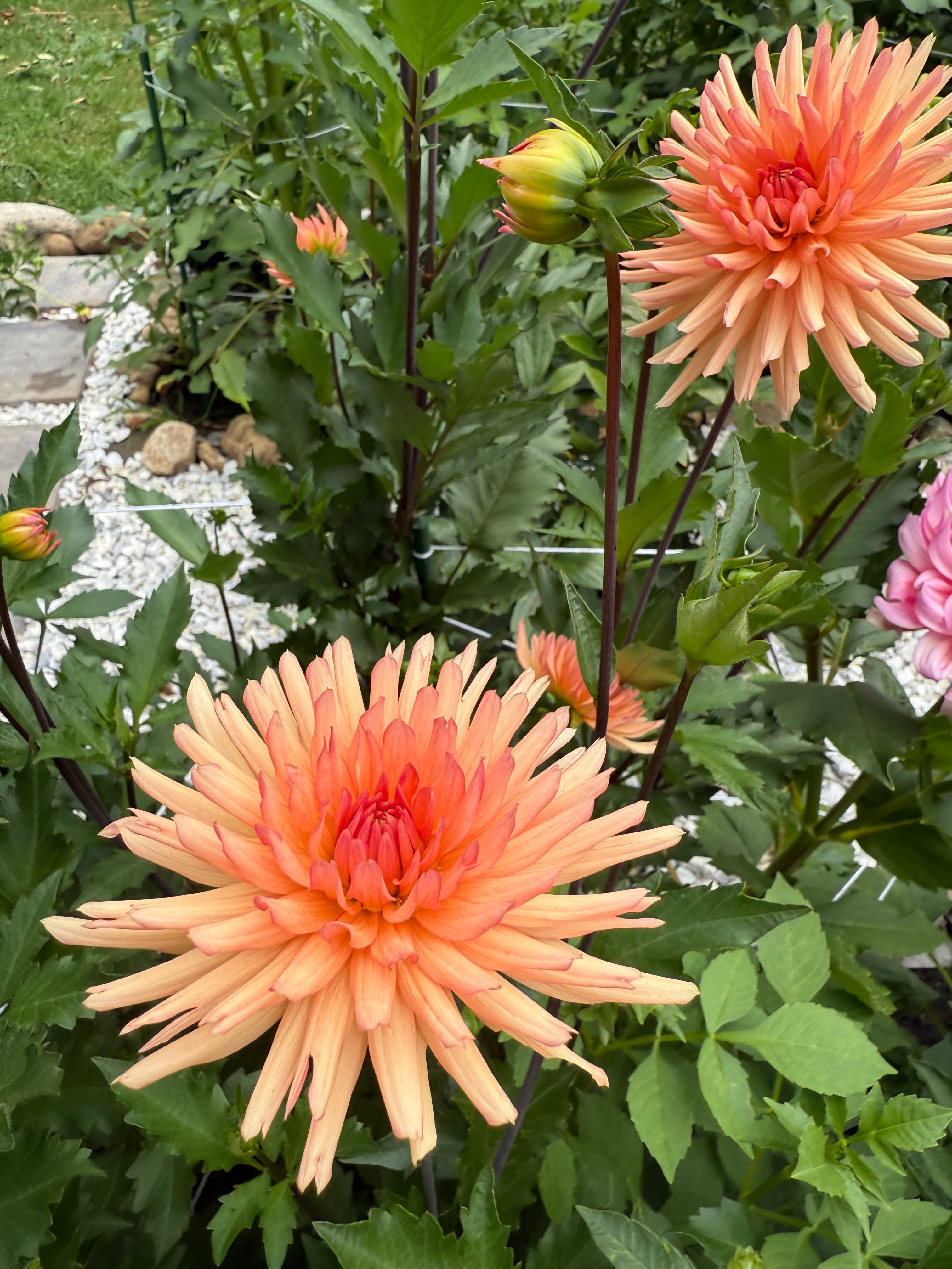 Peach Fuzz Dahlia Tuber