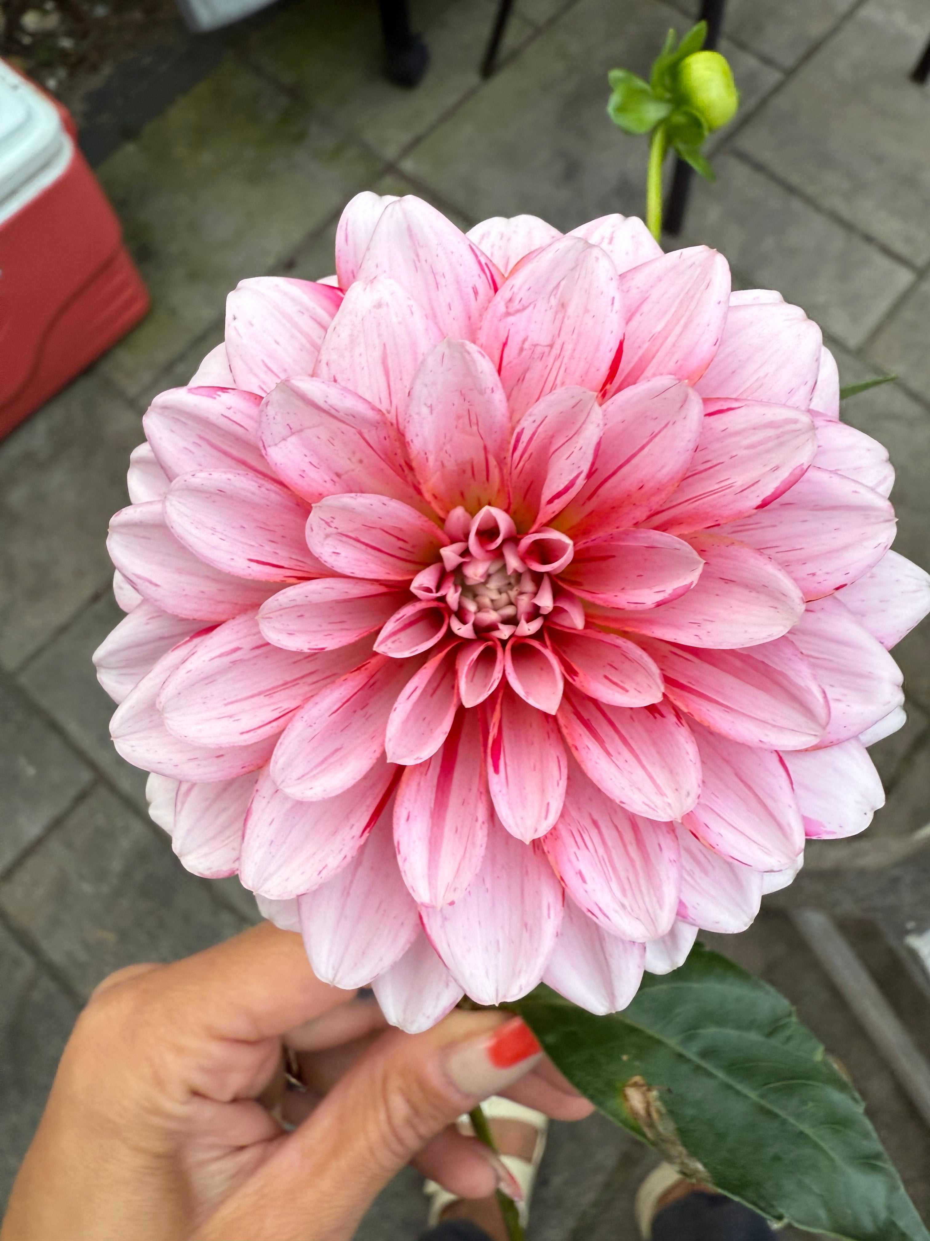 Strawberry Cream Tuber
