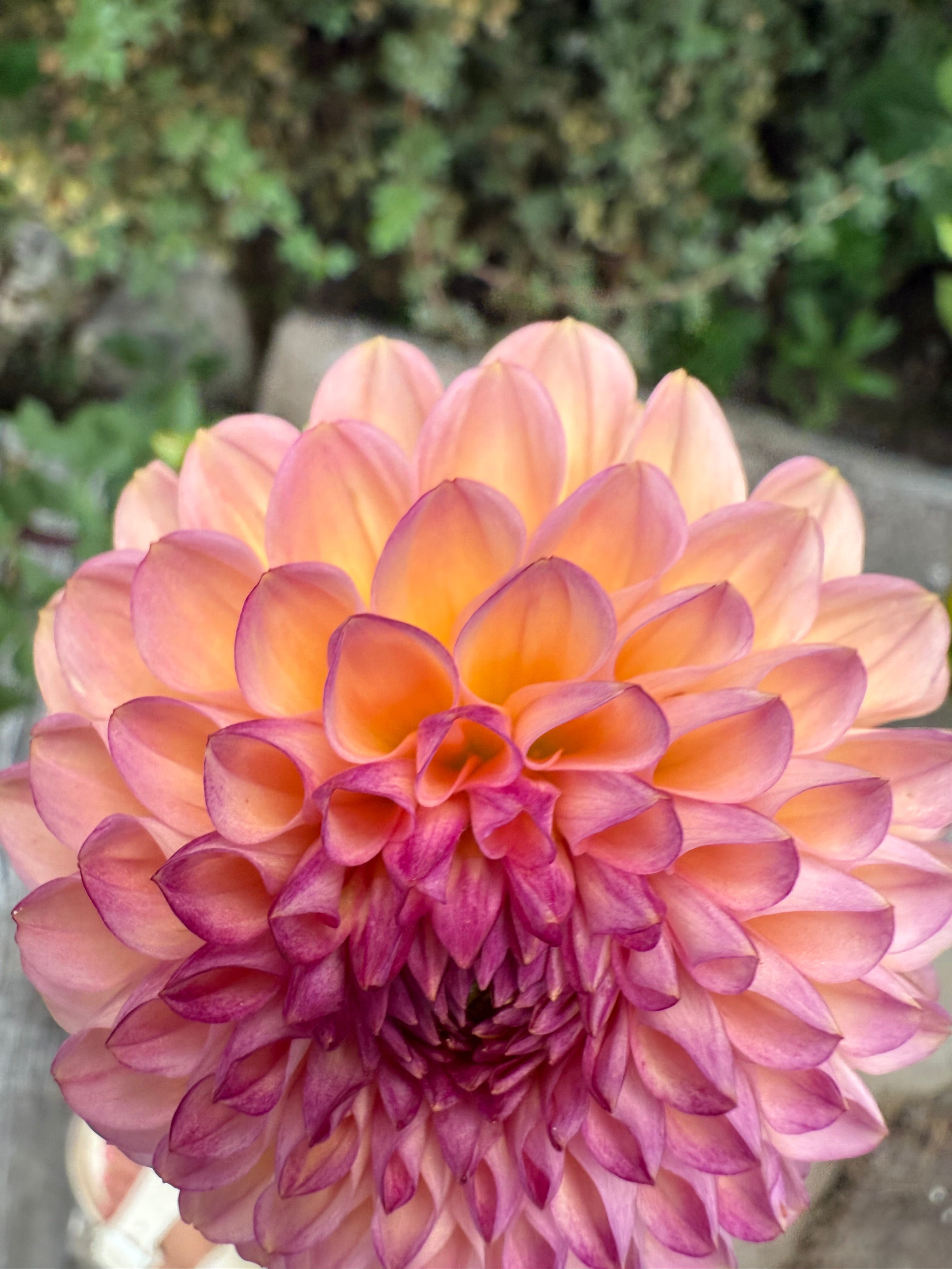 Linda’s Baby Tuber