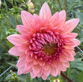 Henriette Dahlia Tuber