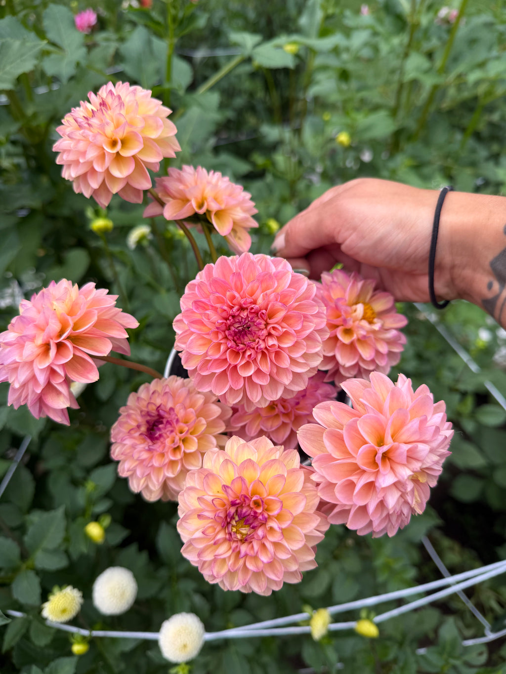 Linda’s Baby Tuber