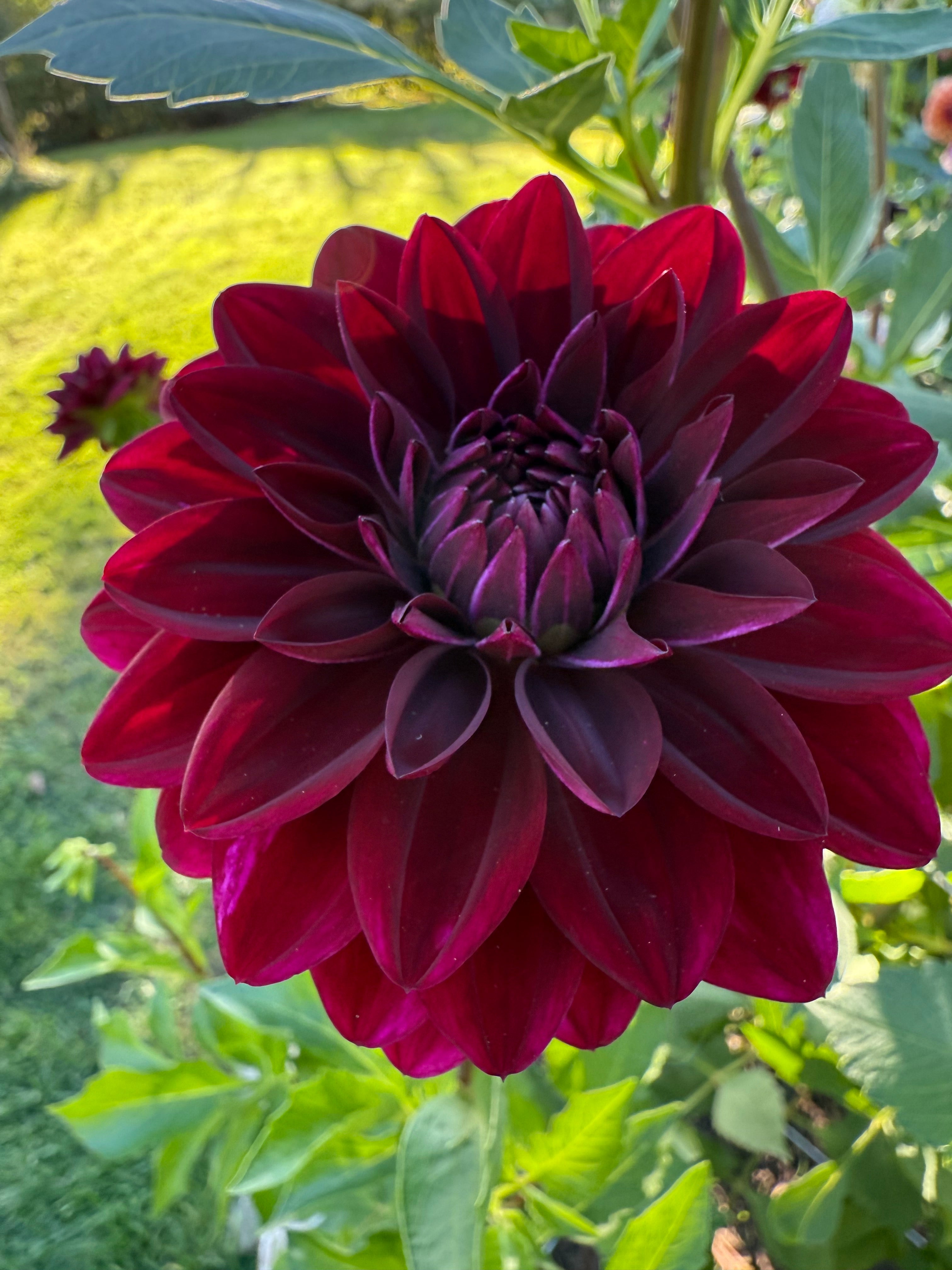 Voodoo Dahlia Tuber