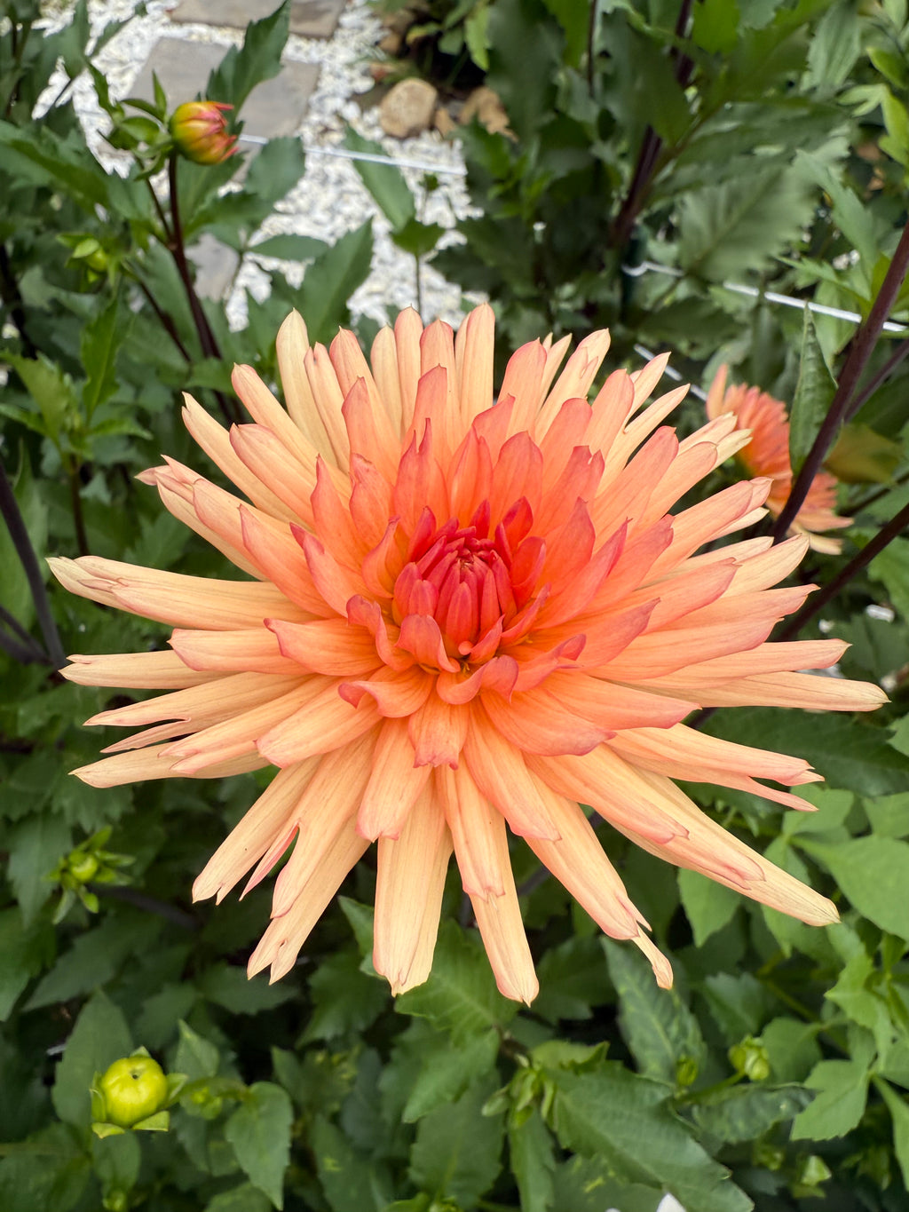 Peach Fuzz Dahlia Tuber