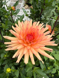 Peach Fuzz Dahlia Tuber