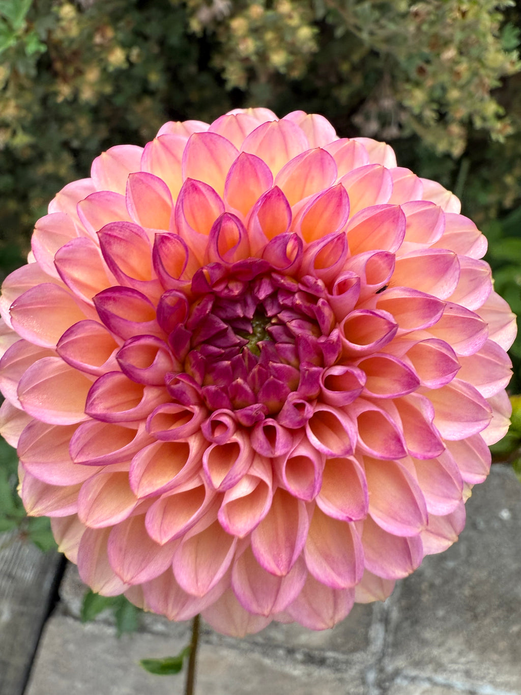 Linda’s Baby Tuber