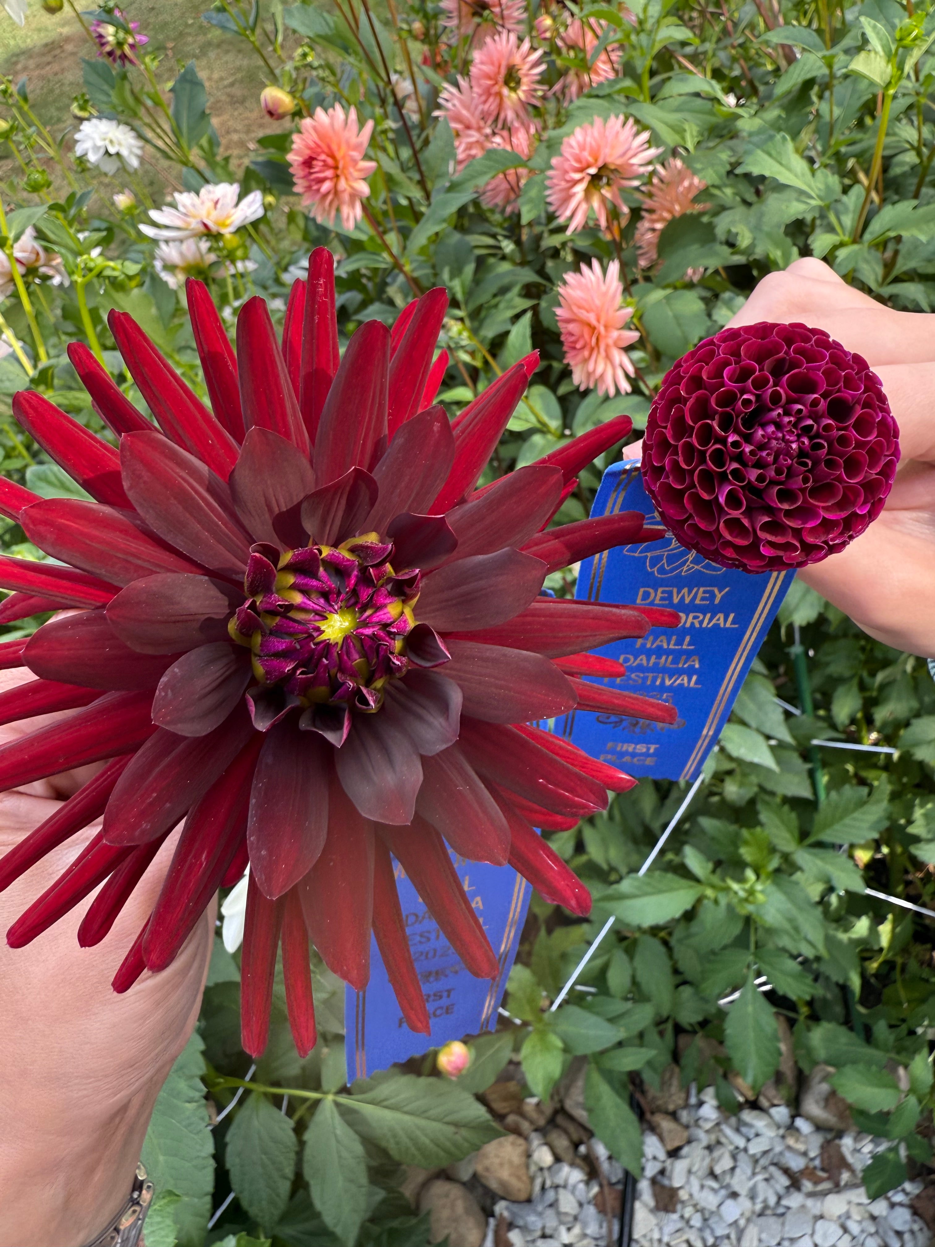 Black Cat Dahlia Tuber