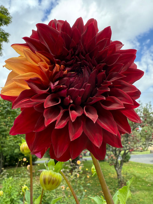 Bohemian Spartacus Tuber