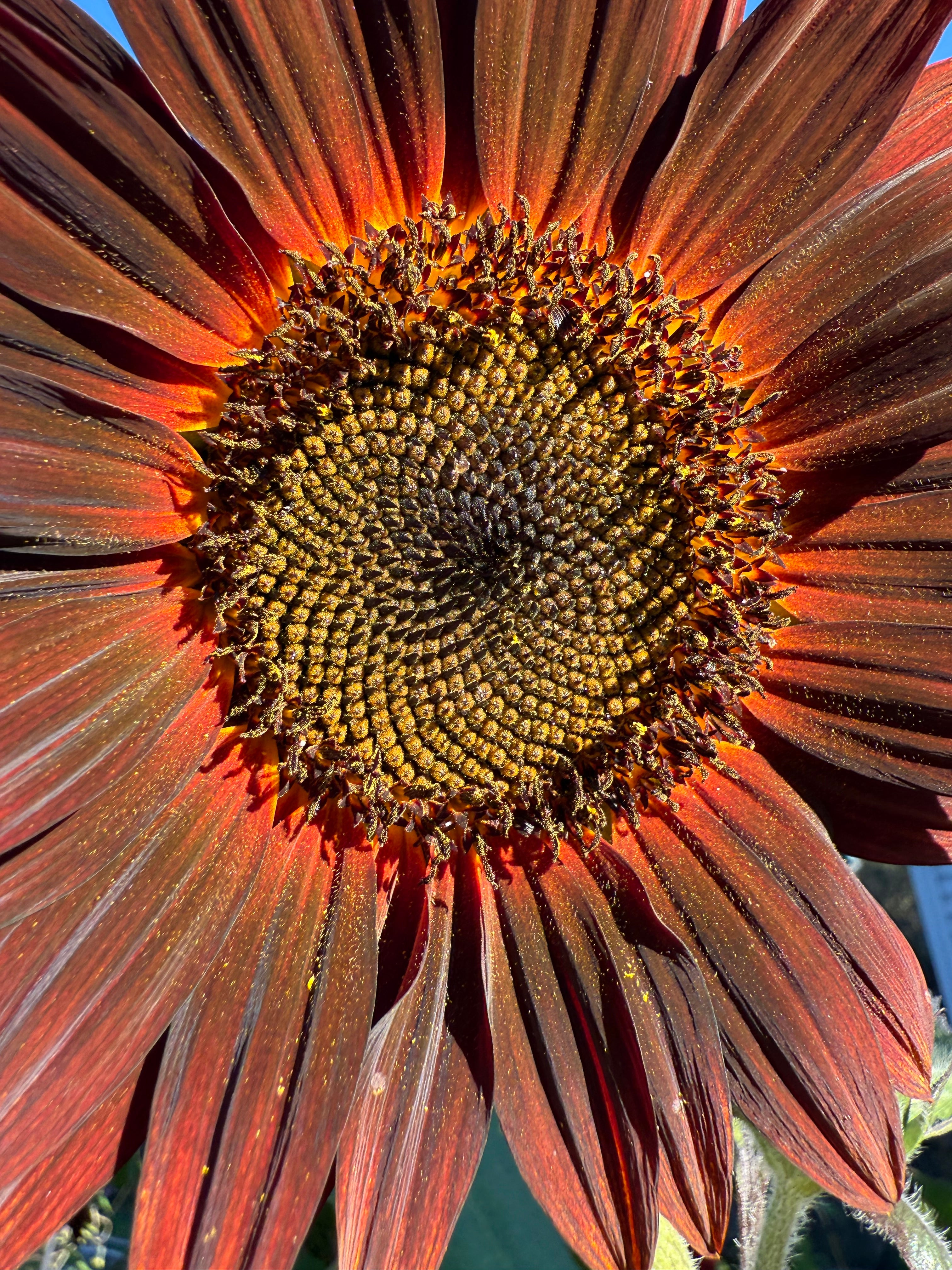 Sunflower Seeds-30 seed pack