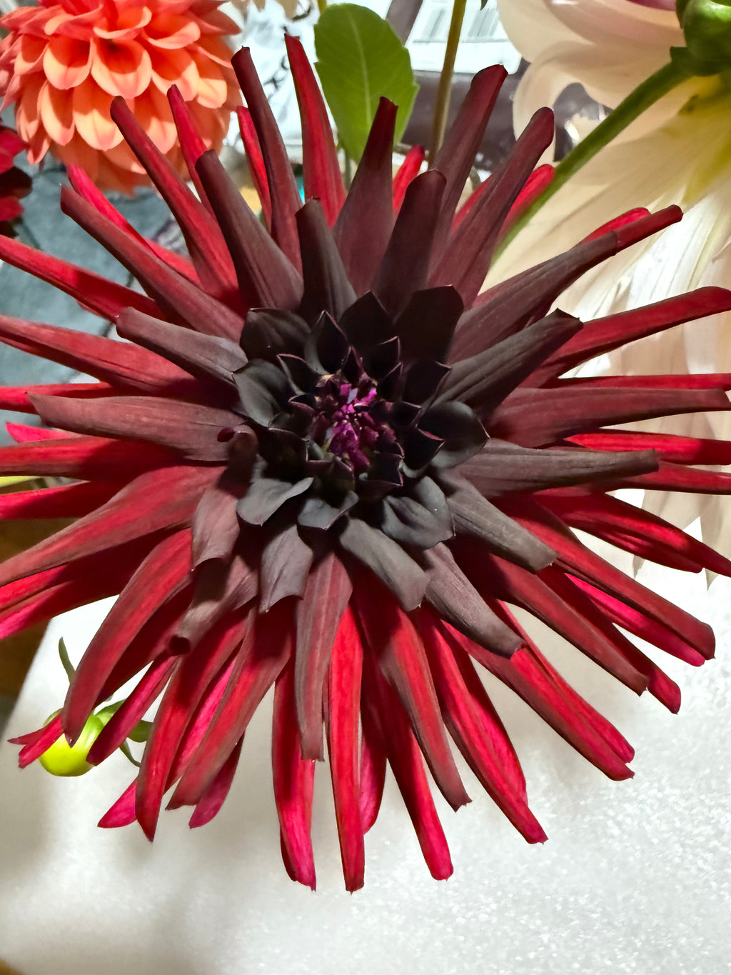 Black Cat Dahlia Tuber