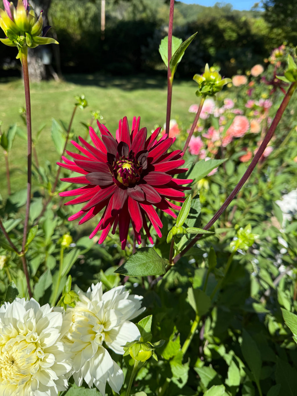 Black Cat Dahlia Tuber