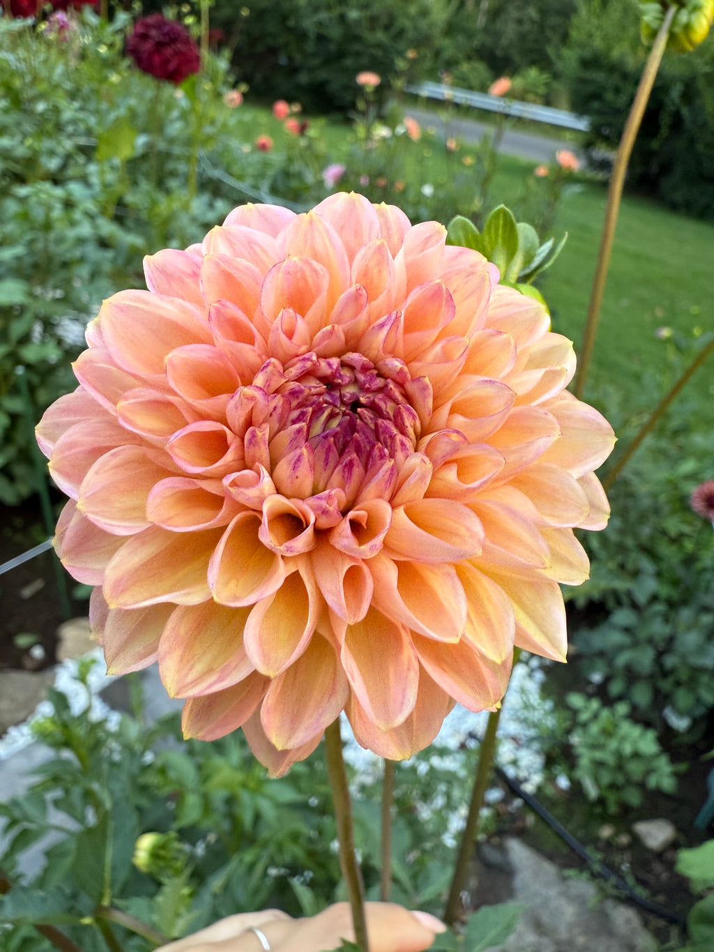 Linda’s Baby Tuber