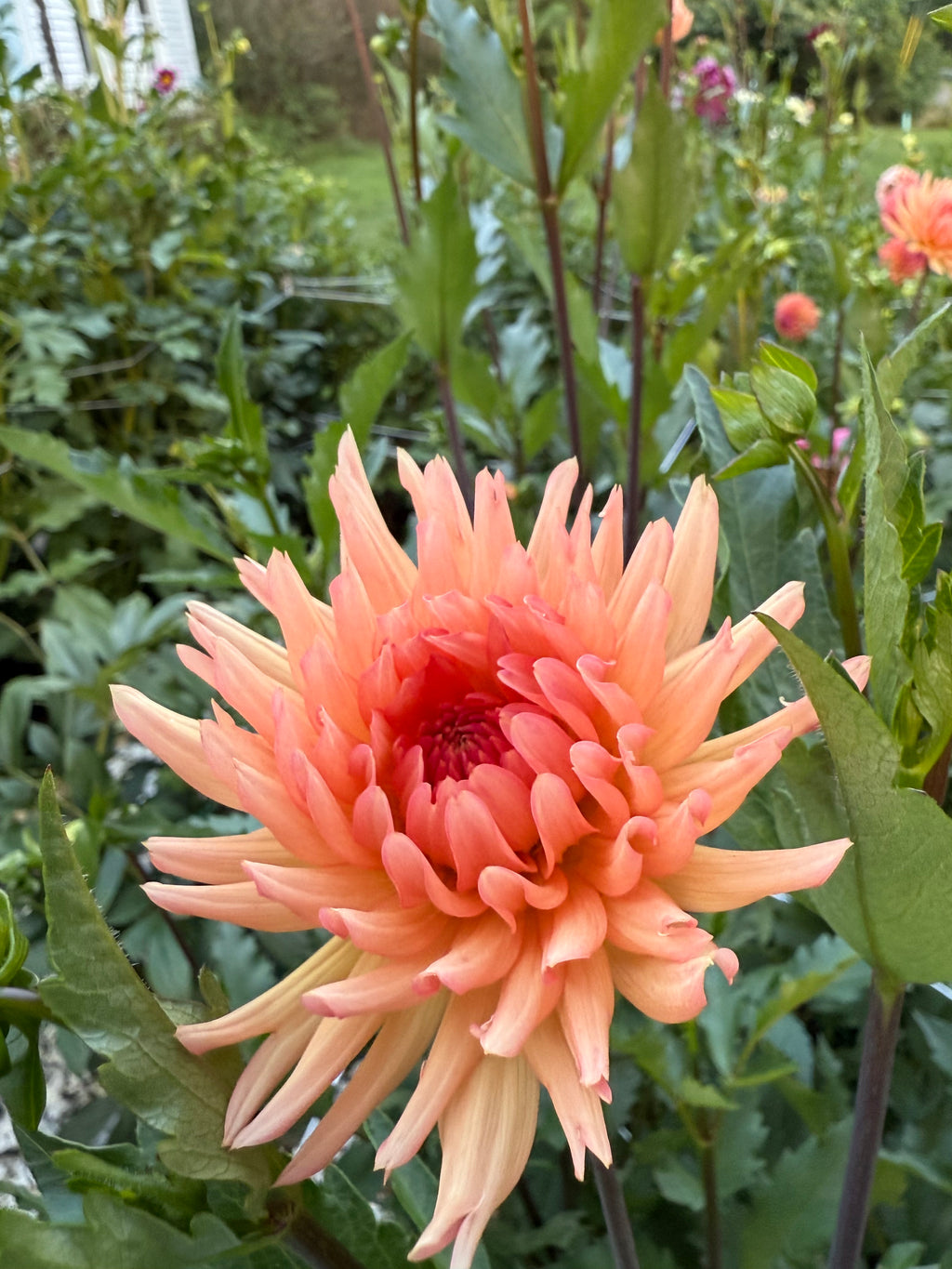 Peach Fuzz Dahlia Tuber