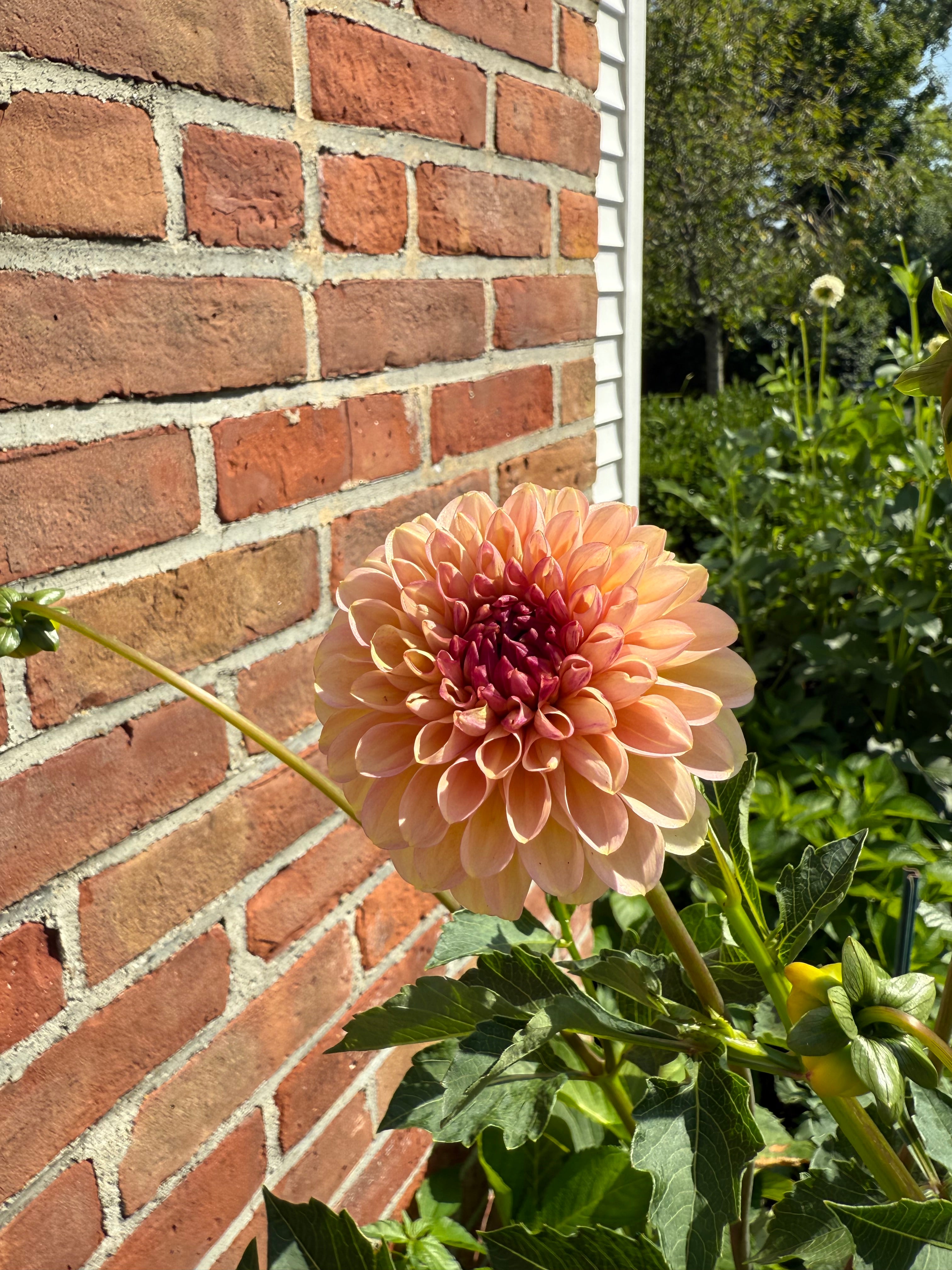 Linda’s Baby Tuber