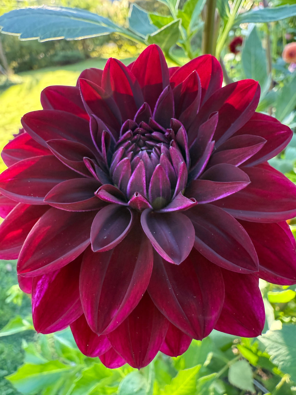 Voodoo Dahlia Tuber