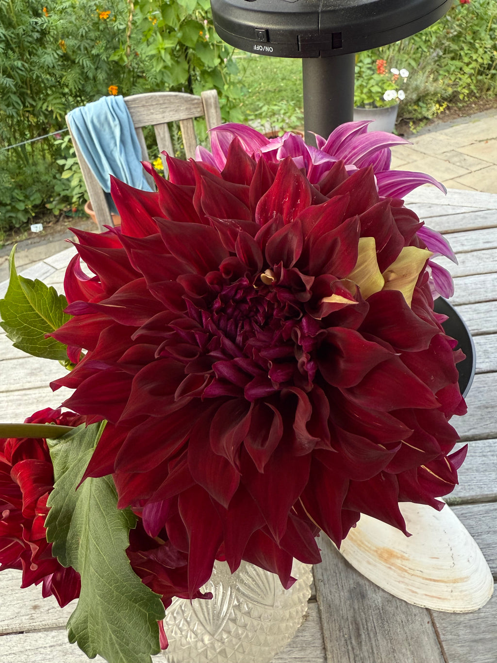 Bohemian Spartacus Tuber