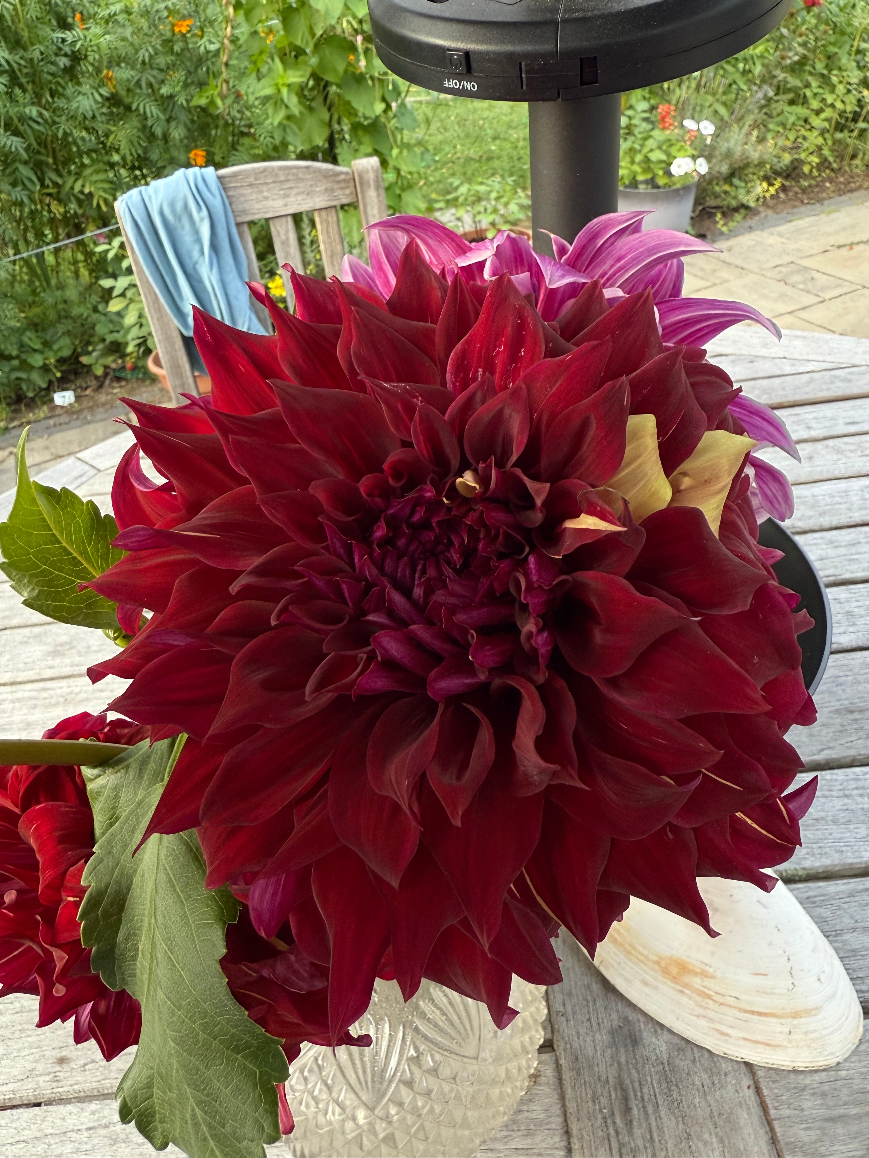 Bohemian Spartacus Tuber