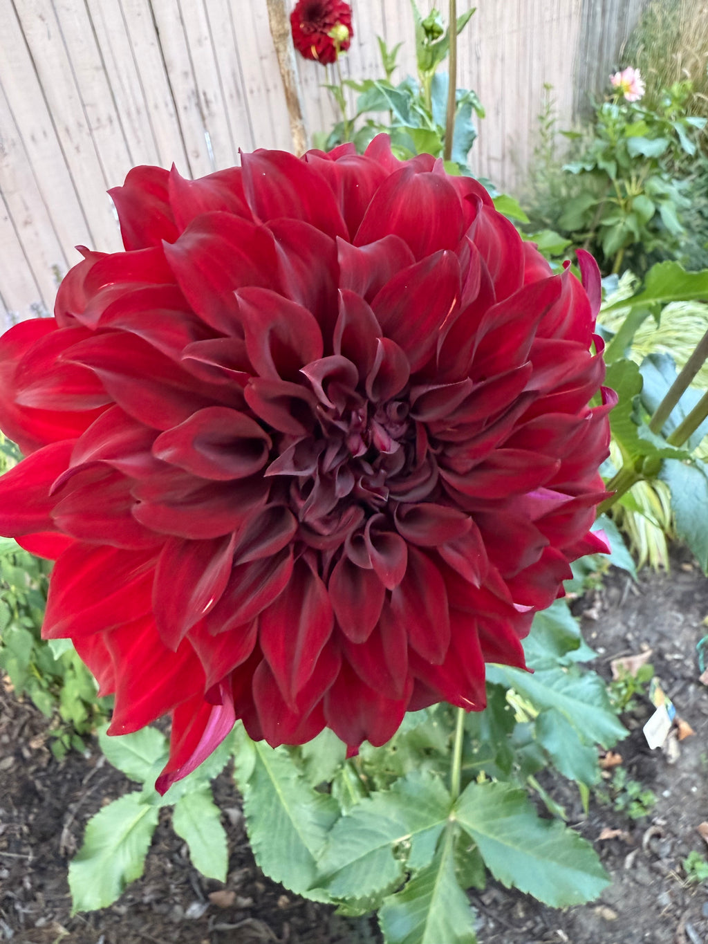 Bohemian Spartacus Tuber