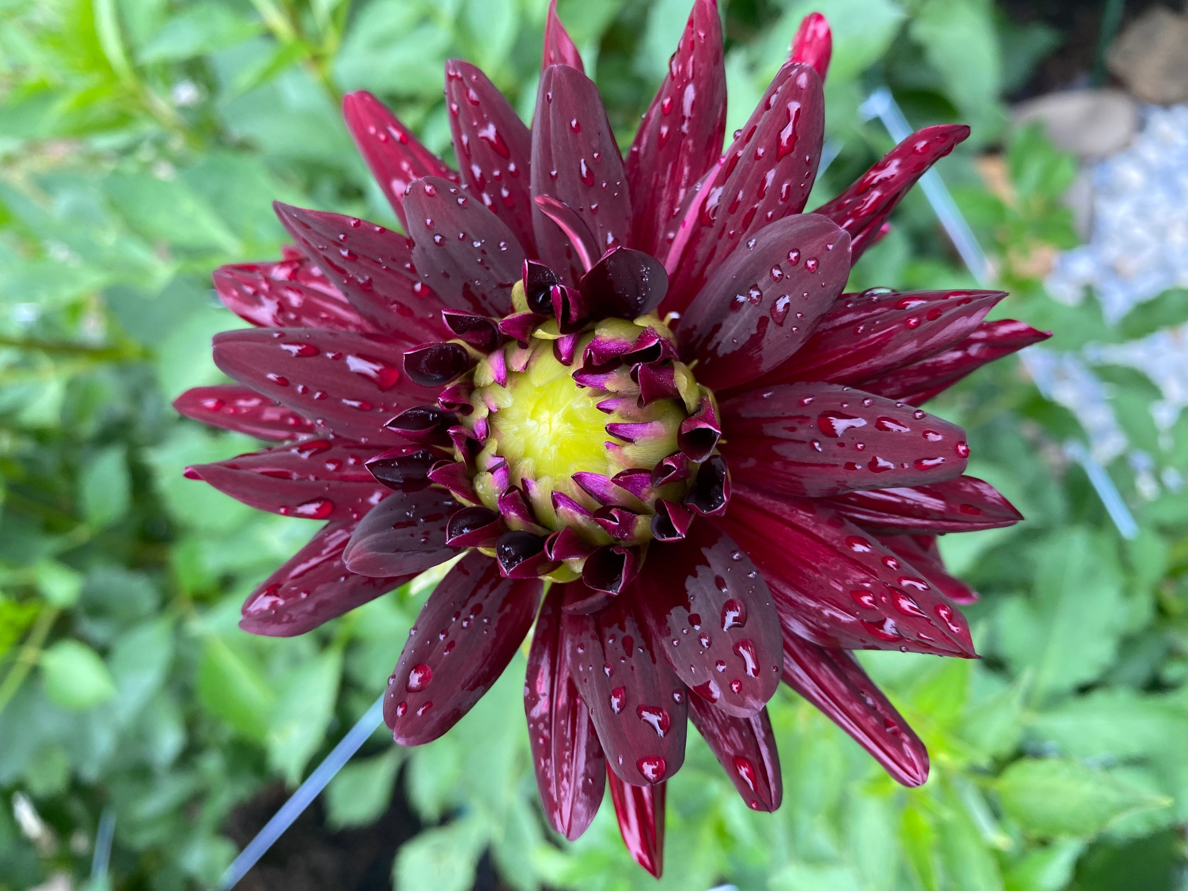 Black Cat Dahlia Tuber