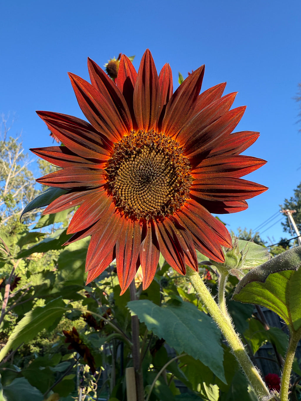 Sunflower Seeds-30 seed pack