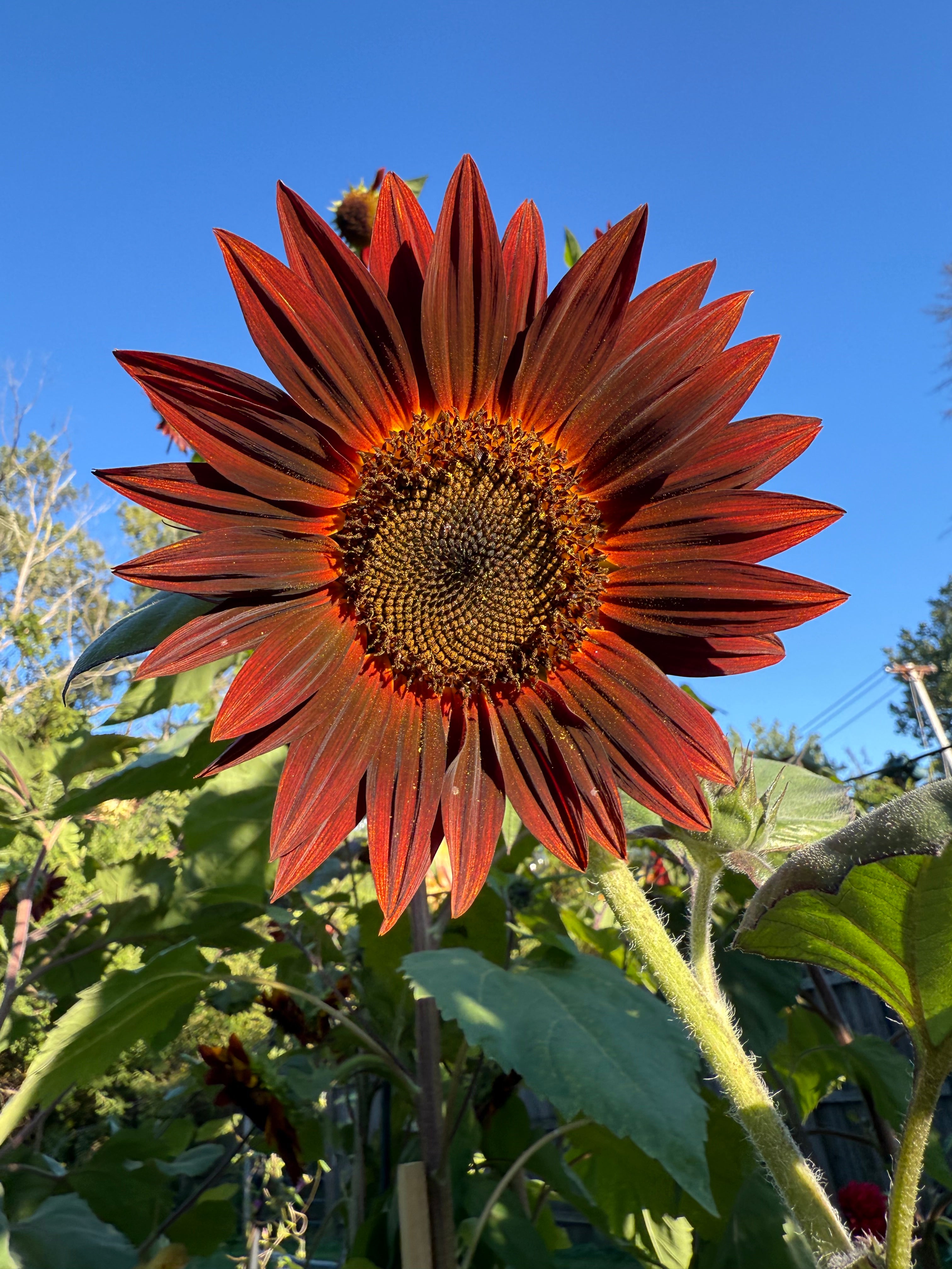 Sunflower Seeds-30 seed pack