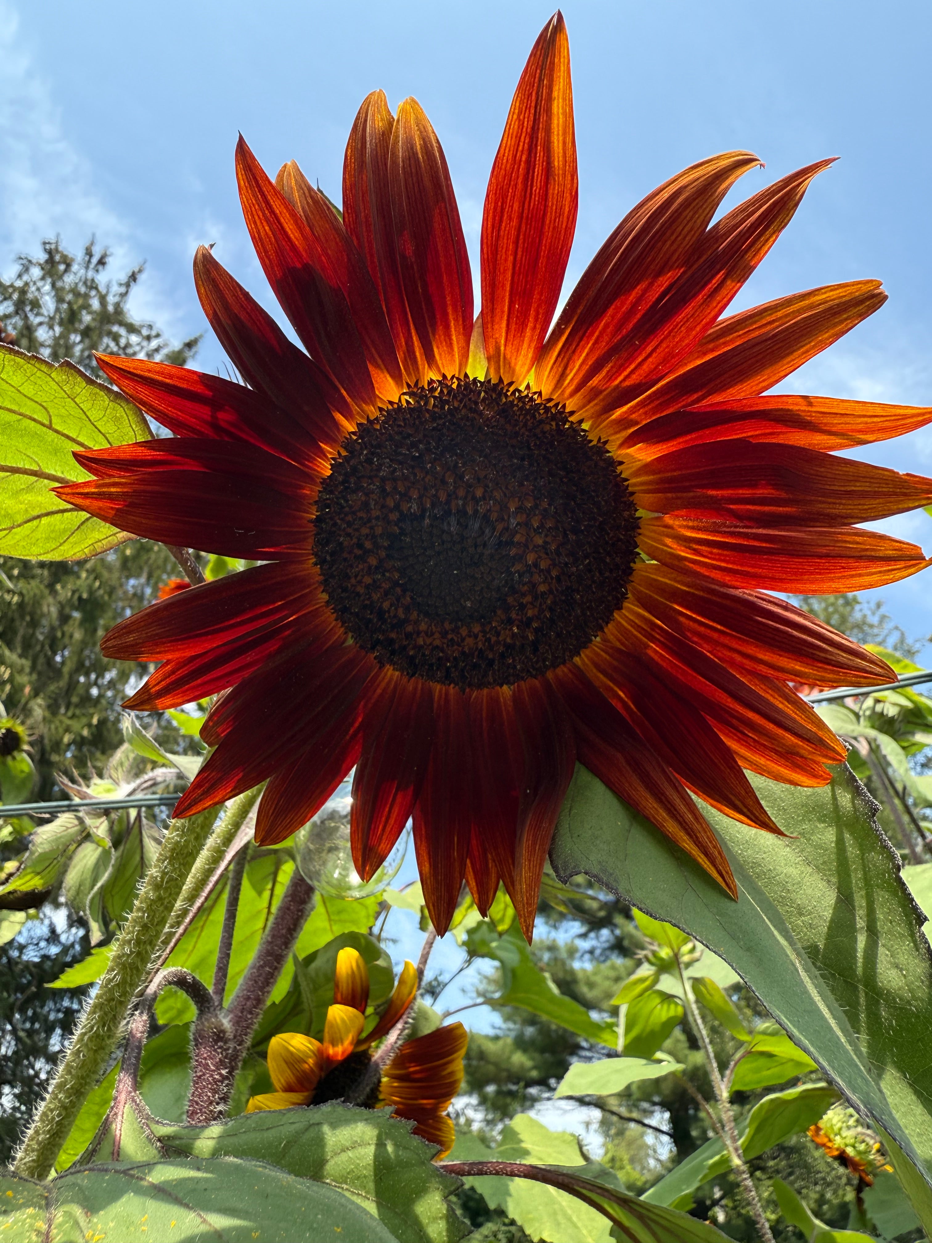 Sunflower Seeds-30 seed pack