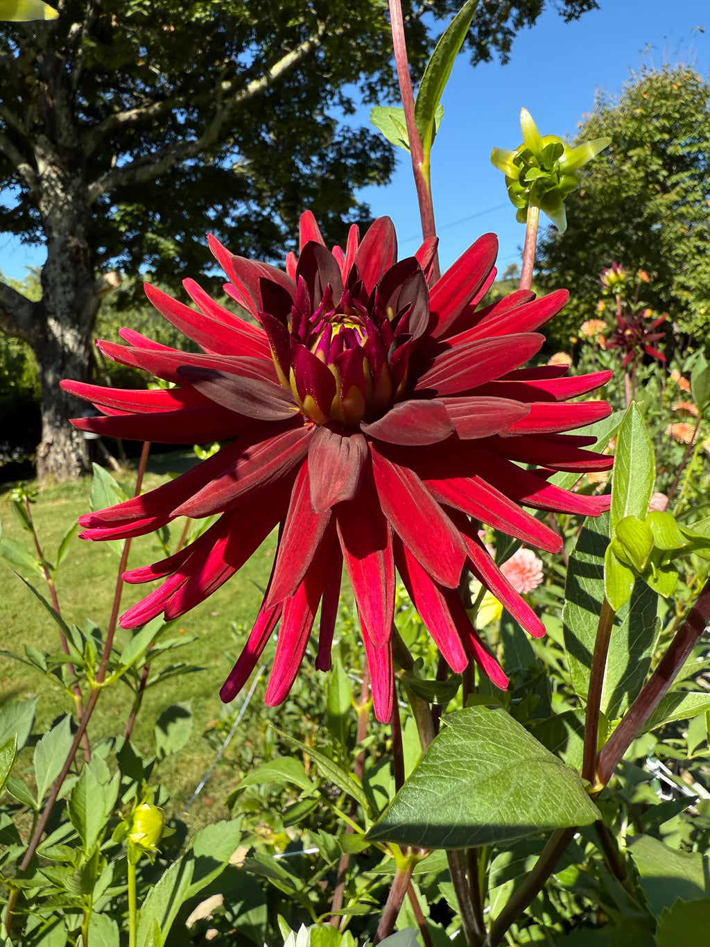 Black Cat Dahlia Tuber