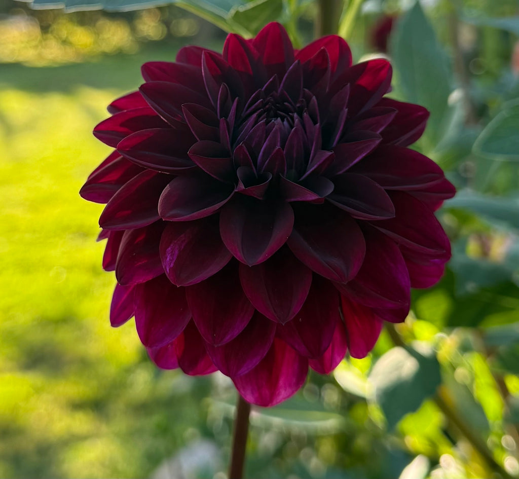 Voodoo Dahlia Tuber