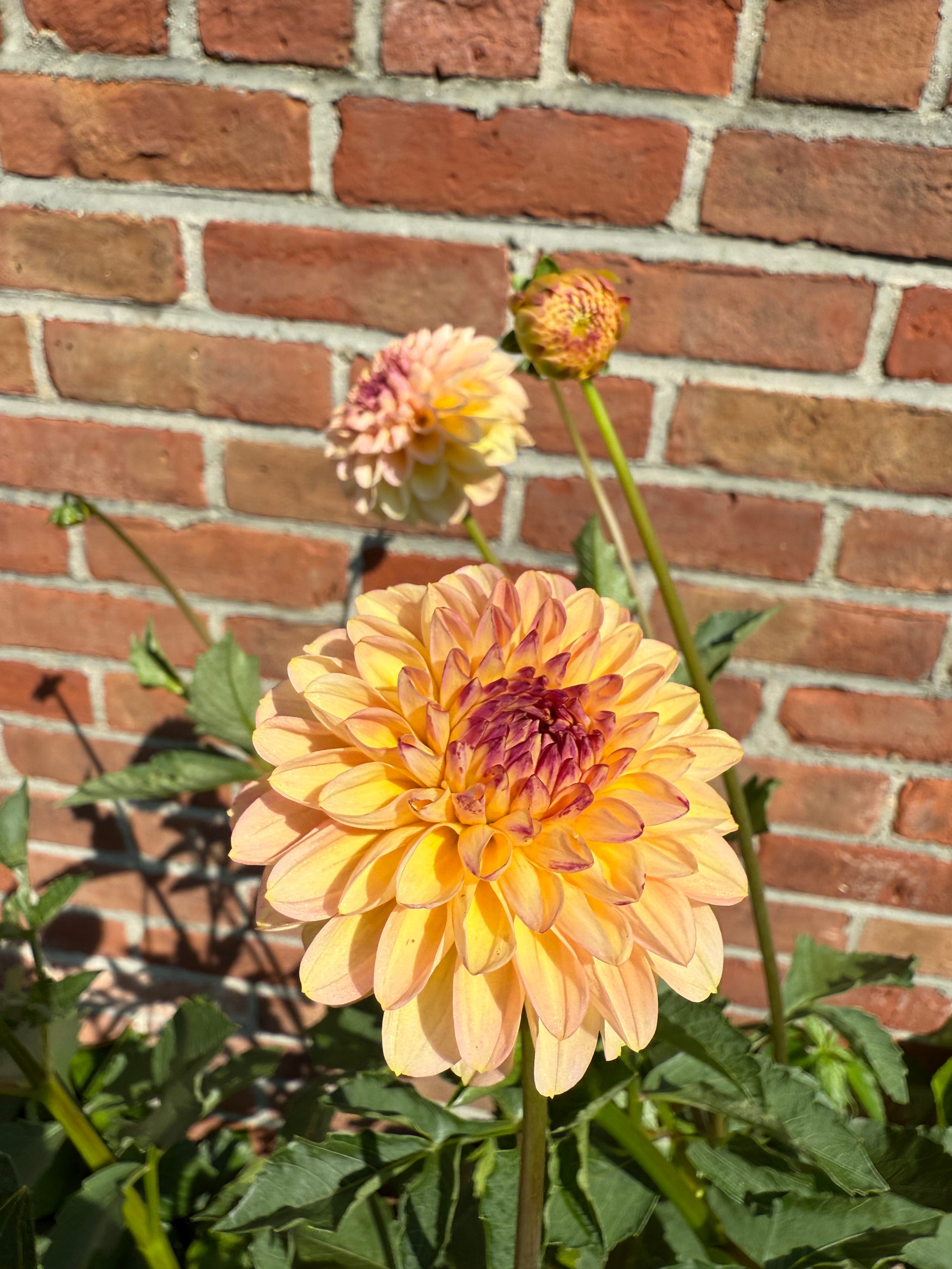 Linda’s Baby Tuber