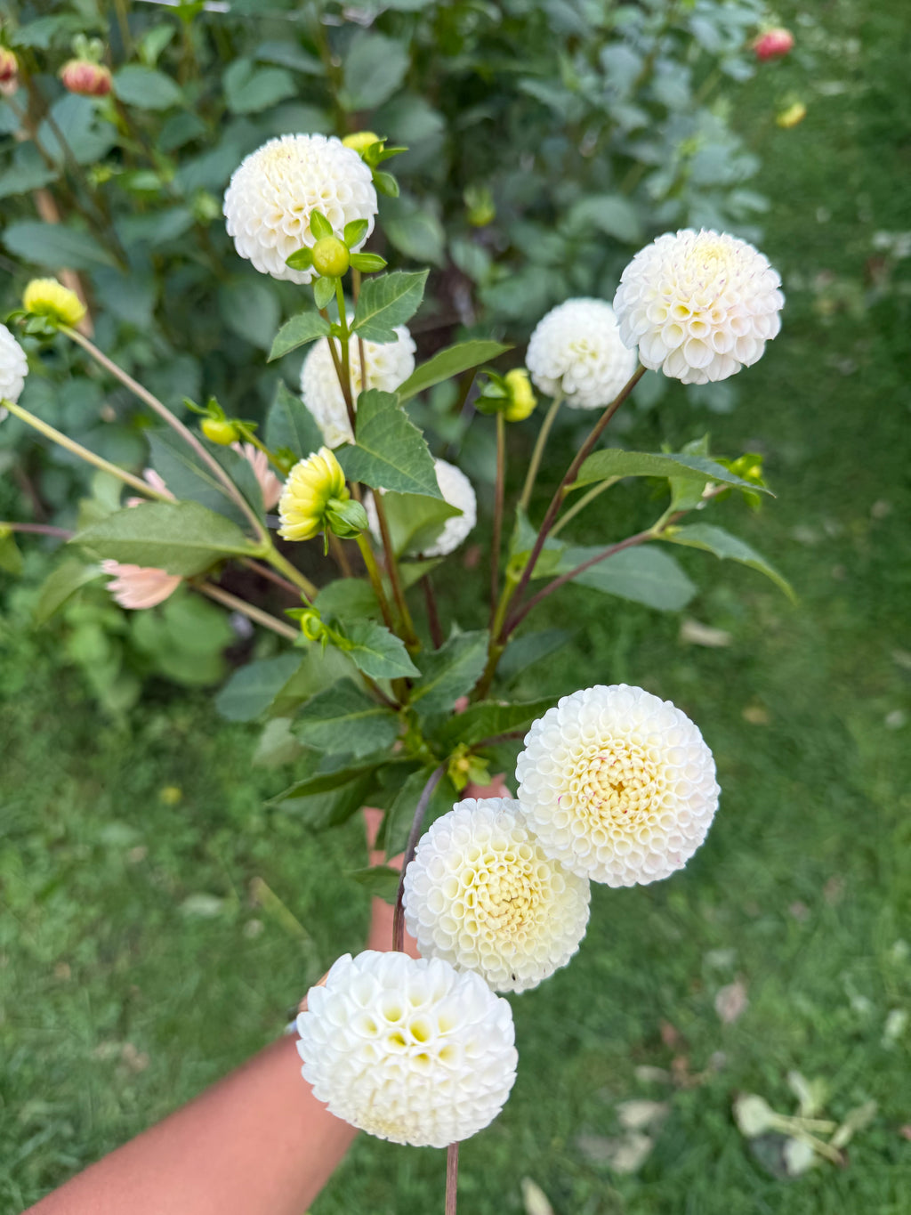 Small World Dahlia Tuber