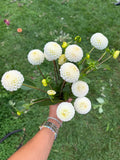 Small World Dahlia Tuber