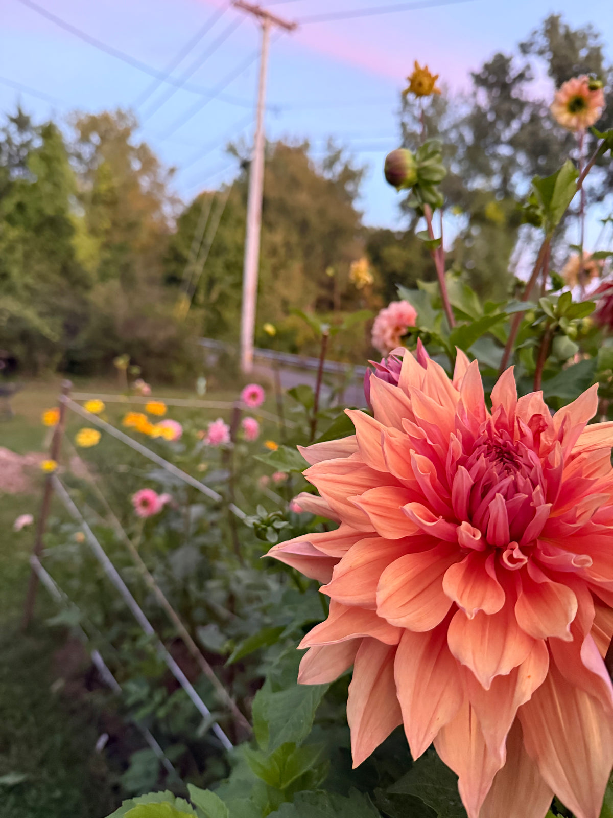 Sherwood Peach