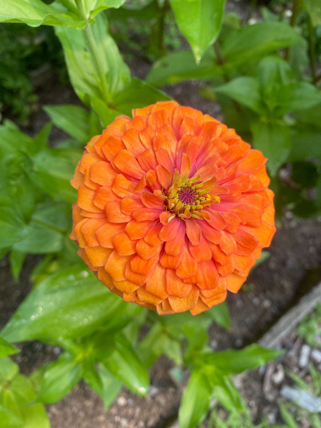 Zinnia Seeds-30 seed pack