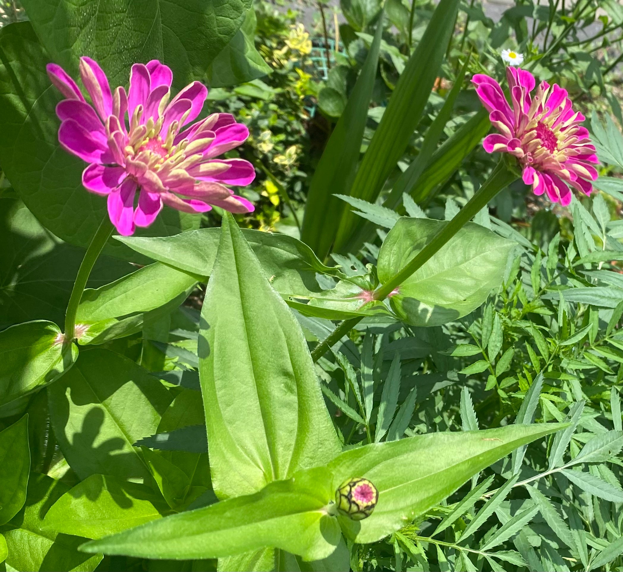 Zinnia Seeds-30 seed pack
