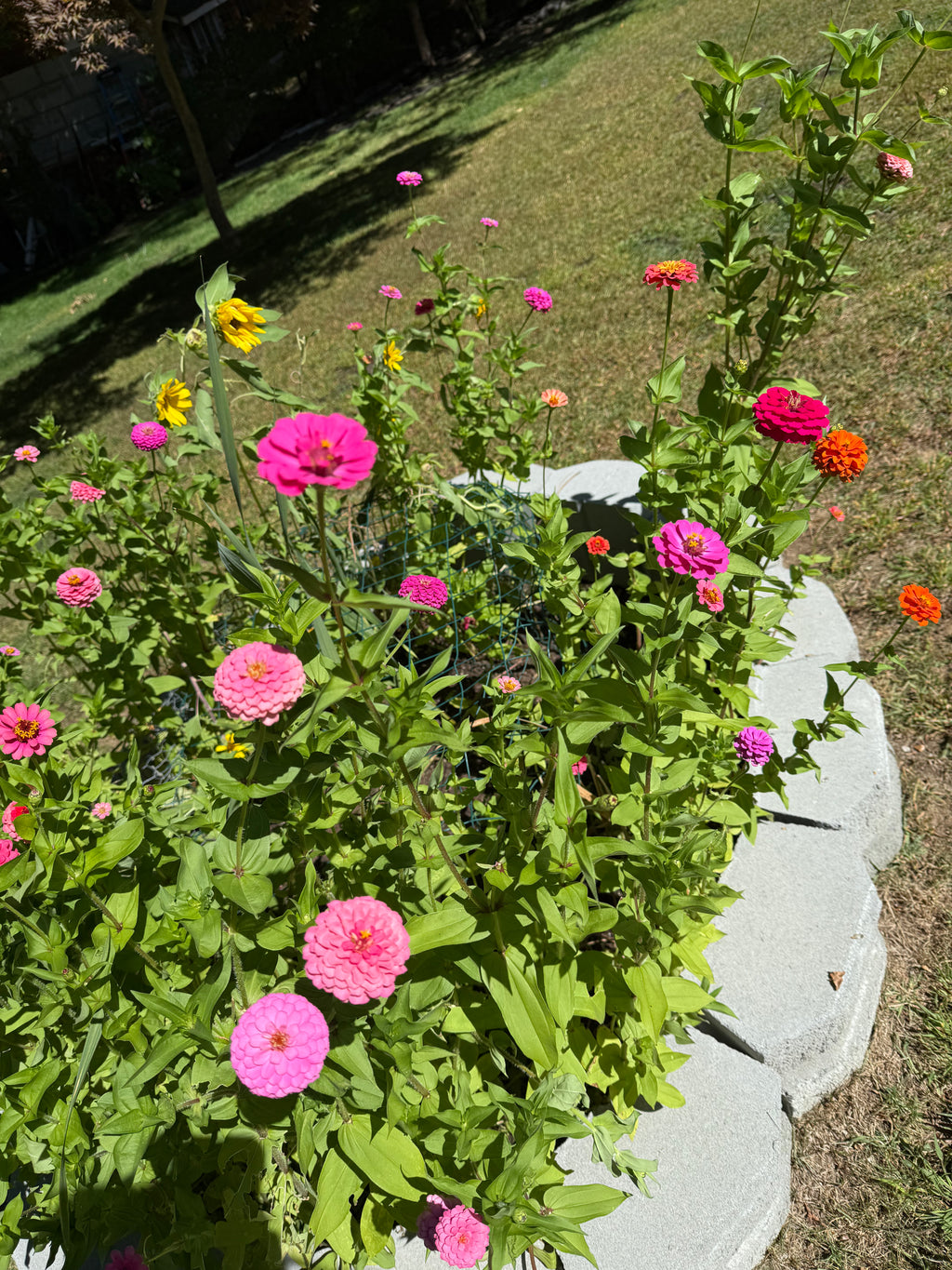 Zinnia Seeds-30 seed pack